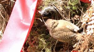 Verwechslungsmöglichkeit besteht wegen des rindenfarbigen gefieders mit mittelgroßen eulen (z. Vogel Schnurren Floten Und Quorren Tierwelt