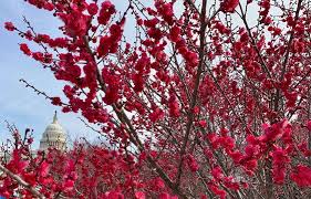 Maybe you would like to learn more about one of these? 5 Places To Find The Best Spring Flower Displays In Dc