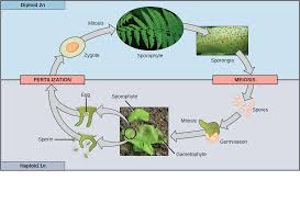 This is to be contrasted with diploid. Biology 2e Genetics Meiosis And Sexual Reproduction Sexual Reproduction Opened Cuny