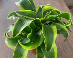 Image result for Dracaena camerooniana
