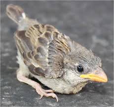 Baby Bird Identifier By Picture Baby Bird Identification Gallery House Sparrow Baby Sparrow Baby Bird