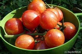 Pink bumblebee is a good producing vine that needs. Tomate Pink Bumblebee Samen Gartnerei Staudenfan
