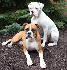 Boxer Precise Dog Breed Information Images And Standards K9 Research Lab