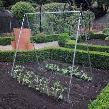 They are the same bean, but the bush bean stays small and the pole beans, well, they climb poles! Harrod Slot Lock Bean And Pea Support Frames Harrod Horticultural Uk