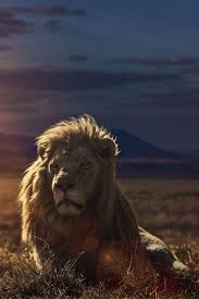 Work Hard Play Hard Animals Lions Wild Cats