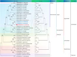 Image result for Chlorophytum amplexicaule