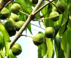 Image result for Oldfieldia