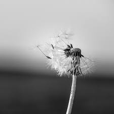 Check spelling or type a new query. Dandelion Black And White Flower Free Photo On Pixabay