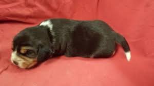 Grey kitchen ideas ukc beagles classifieds. Sugar Bear For Sale Ohio