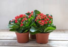 Plantele tinere se transplantează în fiecare an, cele. Flori De Apartament Ghid Util De Ingrijire Poze Si Denumiri Plante Exotice Sau Rezistente Mathaus By Arabesque