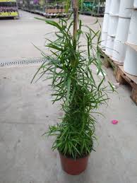 Image result for Asparagus falcatus