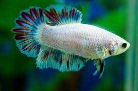 Jv betta is a family owned and operated online koi betta fish shop. Thai Flag Halfmoon Female Betta Fish Tank Betta Fish Betta Fish Care