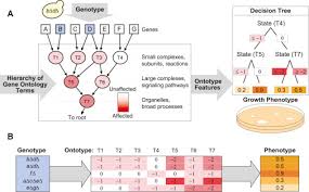 Translation Of Genotype To Phenotype By A Hierarchy Of Cell