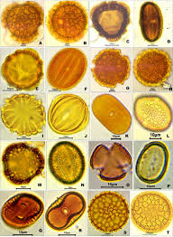 Image result for Eschenbachia stricta