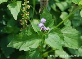Image result for Ageratum conyzoides