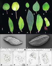 Image result for Streptocarpus hirticapsa
