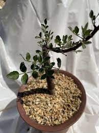 正規通販 Bursera odorata ブルセラ オドラタ 植物/観葉植物 - www.azsanitarios.com.ar