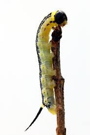 Catalpa worms, otherwise known as the catalpa sphinx or catawba worms, are the larval stage of the catalpa moth. Alabama Pests All About Catalpa Worms Vulcan Termite Pest Control
