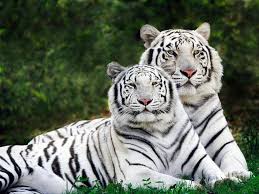 Primary colors within this image include: White Tigers Are Man Made Freaks Business Insider
