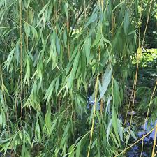 Image result for venturia saliciperda willow tree