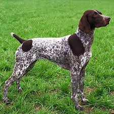 German shorthaired pointers were bred to track and hunt, so they're not always great around small pets, which they may see as prey. Google Image Result For Http Mypetla Com Download German 20shorthaired 20poin Pointer Dog German Shorthaired Pointer German Shorthair