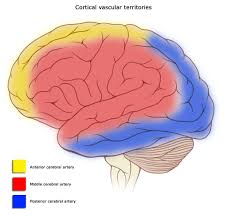 The blood vessels (and nerves) enter the brain through holes in the skull called foramina. Cerebral Circulation Wikipedia