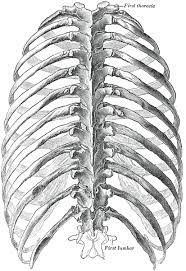 Click the image to watch the anatomy of the rib cage video. Rib Cage Anatomy