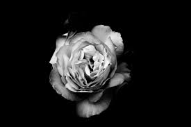 However, the petal edges are not cracked and/or crispy but of a natural petal texture. 5379236 4896x3264 Flower Floral Plant Symbol Free Pictures Blossom Close Natural Black Background Wallpaper Rose Design Leaf Black Wallpapers Black White Mocah Hd Wallpapers