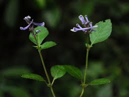 Image result for Platostoma strictum