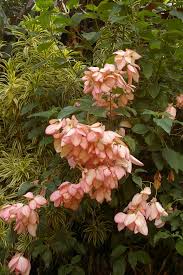 Image result for Mussaenda