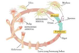 We did not find results for: Struktur Atau Tahapan Yang Terjadi Pada Siklus Hidup Tumbuhan