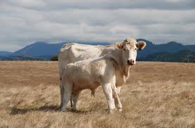 Carne brangus conquista o consumidor brasileiro - Forbes