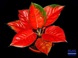 Aglaonema Hybrid Thailand Not For Sale Seri Hybrid Cochin Ini Berdaun Bulat Dengan Warna Merah Cerah Di Seluruh Permuk Tanaman Hias Daun Tanaman Bunga