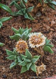 Image result for Nananthus vittatus
