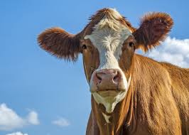 Cow rolls hay bale (i.imgur.com). Can Animals Predict The Weather Animal Proverbs The Old Farmer S Almanac