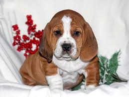 The temperament of the basset. Bully Basset Puppies For Sale Puppy Adoption Keystone Puppies