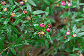 Maybe you would like to learn more about one of these? Plant With Pink Flowers And Small Leaves Stock Photo Picture And Royalty Free Image Image 29146260