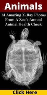 14 Amazing X Ray Photos From A Zoo S Annual Animal Health Check In 2020 Pet Health Animals Health Check