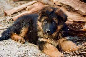 Golden retriever mix puppies for sale wisconsin. Is The German Shepherd Golden Retriever Mix Right For You K9 Web