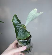 Image result for Platycerium stemaria