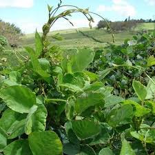 Image result for Neonotonia