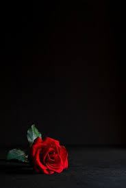 Pin On Rose Red