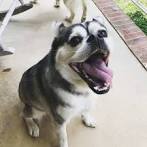 Husky Pug Mix: Hug Hybrid Breed Information, Puppy Prices ...
