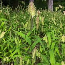 Image result for Chasmanthium latifolium