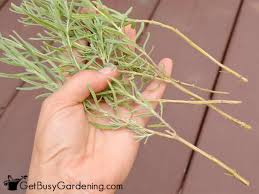 Image result for lavender cuttings