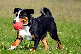 The appenzell mountain dog is a very loyal dog. Appenzeller Sennenhund á… Wesen Infos Steckbrief Hundepower De