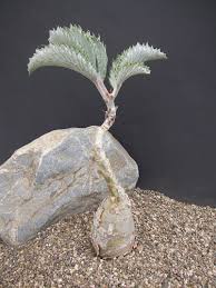 Image result for Cyphostemma lanigerum