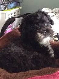 Pin By Marian On Maltipoos Poodle Mix Puppies Maltese Poodle Mix Poodle Mix