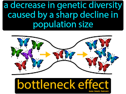 Bottleneck Effect In 2020 Flashcards Science Flashcards Science Student
