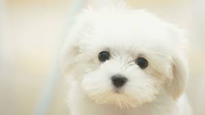 Yes, the albino does exist in dogs too, though they are extremely rare. Hd Wallpaper White Maltese Dog White Maltese Puppy Black Nice Beautiful Wallpaper Flare